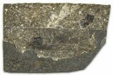 Oligocene Fossil Percoid Fish (Oligoserranoides) - Poland #374392-1